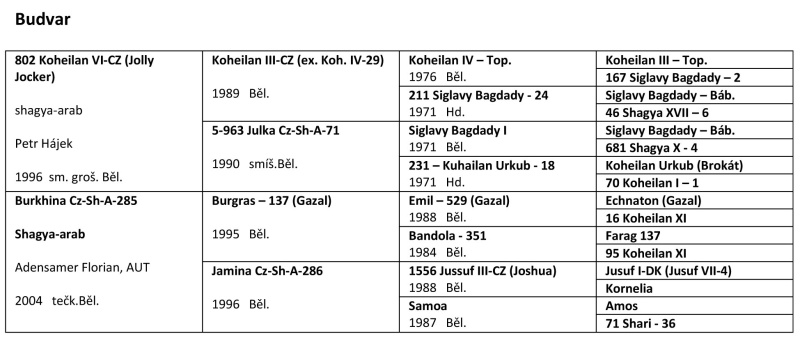 Budvar pedigree